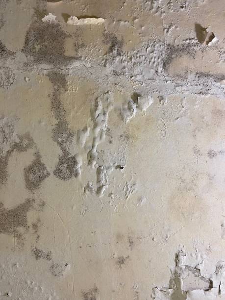 Best Fast Mold Removal  in Brent, AL