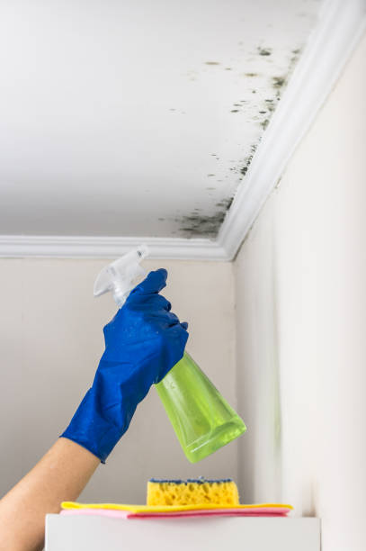 Best Toxic Mold Removal  in Brent, AL